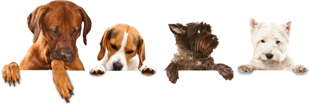 perros